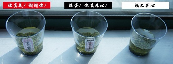 相同环境的三杯贴不同字的绿豆